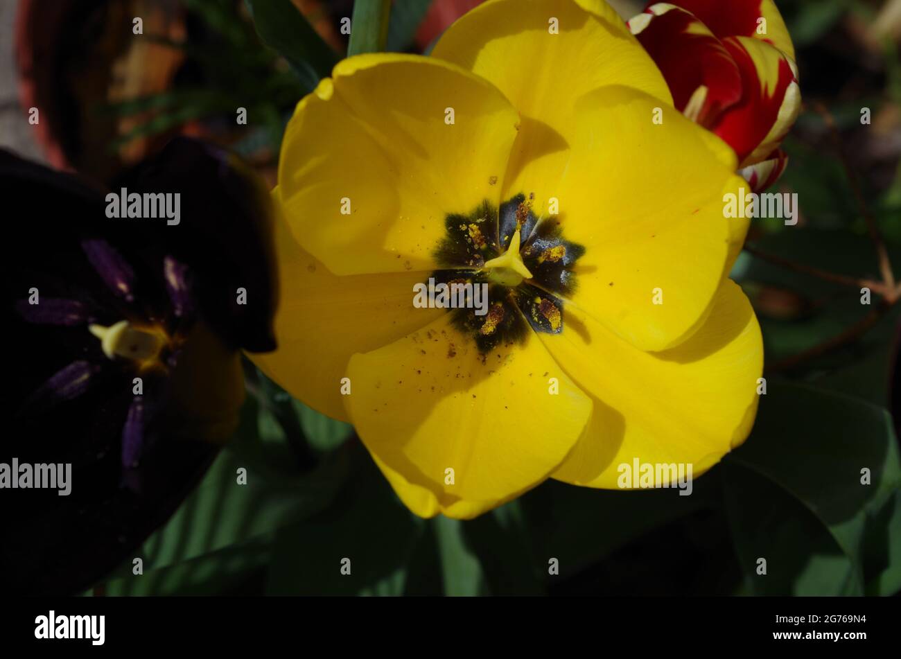 tulipán amarillo Stock Photo