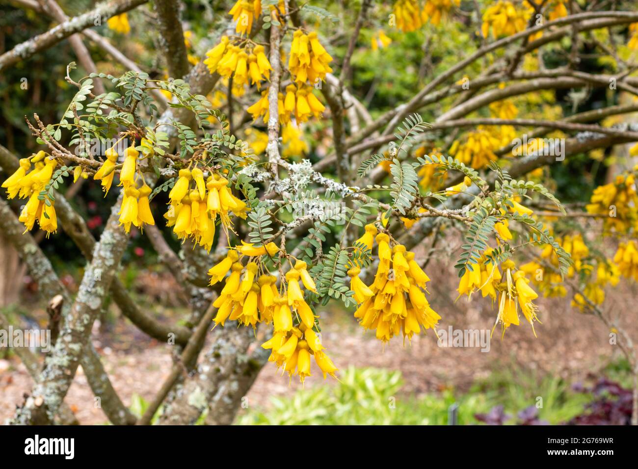 Coronilla Glauca 'Citrina', flowering shrub, pea-like yellow flowers, captured in early Spring, United Kingdom Stock Photo