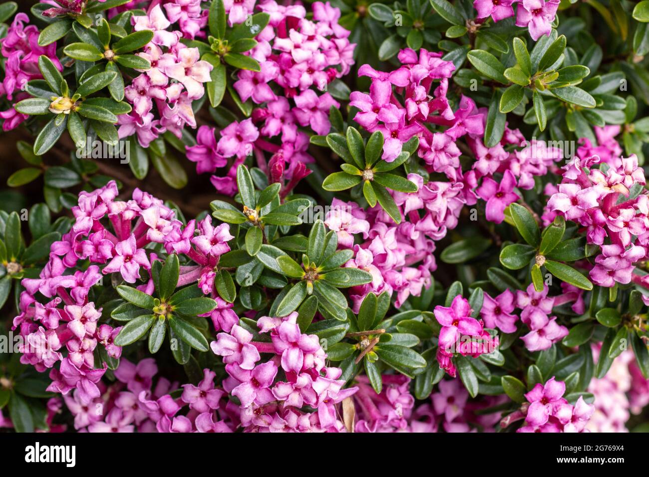 Daphne x Rollsdorfii 'Wilhelm Schacht' spring flowering, scented shrub, captured flowering in Spring. Photo taken in Hampshire, United Kingdom. Stock Photo