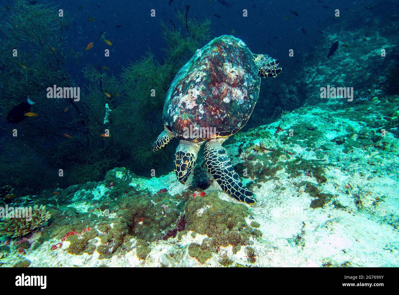 Hawksbill sea Turtle at Fish Head, Maldives Stock Photo