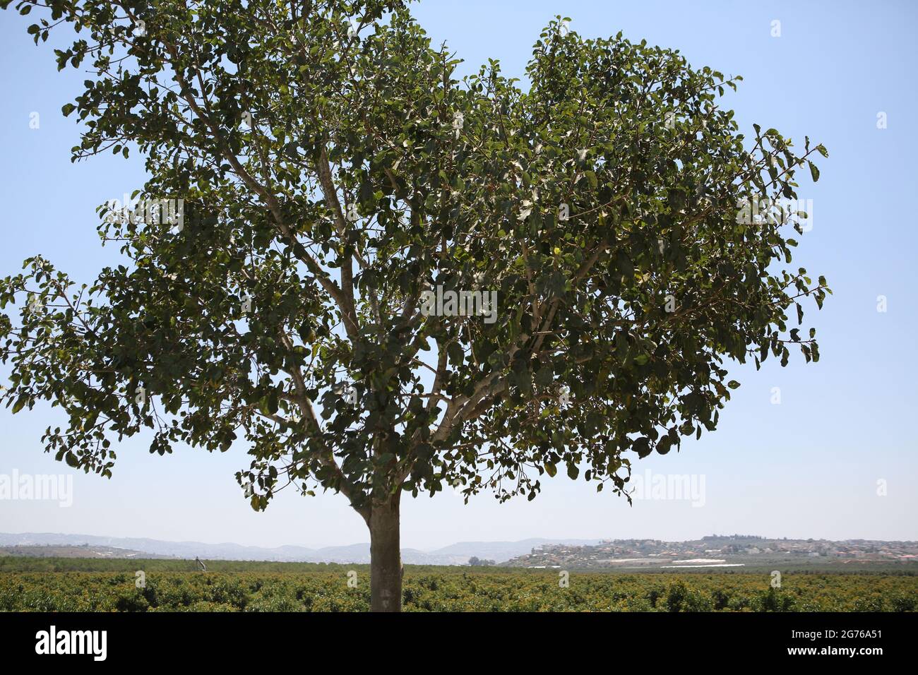 Sycamore Fig Tree, Ficus Sycomorus or Fig - Mulberry of the Moraceae family, on such tree Biblical Zacchaeus sat, behind, Shephelah and Samaria Hills. Stock Photo