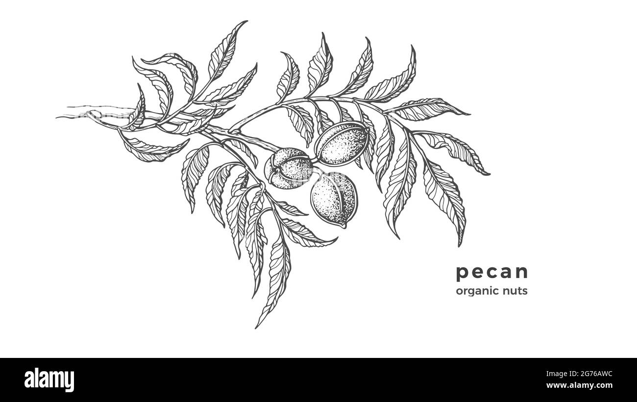 Pecan tree. Ink texture sketch of raw nuts, leaf. Vector botanical illustration. Hand drawn monochrome branch isolated on white background. Healthy ve Stock Vector