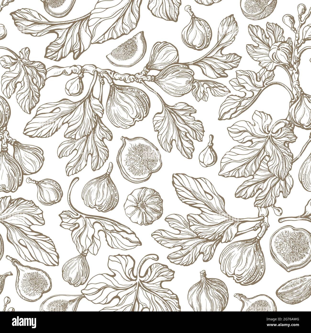 Figs seamless pattern. Vector antiquity garden, vintage tree, fruit