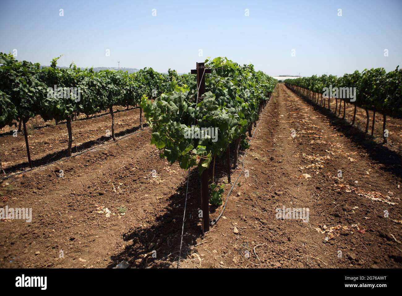 Vineyard, Vines, Vitis Vinifera in a Vinyard in the Carmel Coastal Plain near Moshav Dor irrigated by Drip Irrigation. Stock Photo