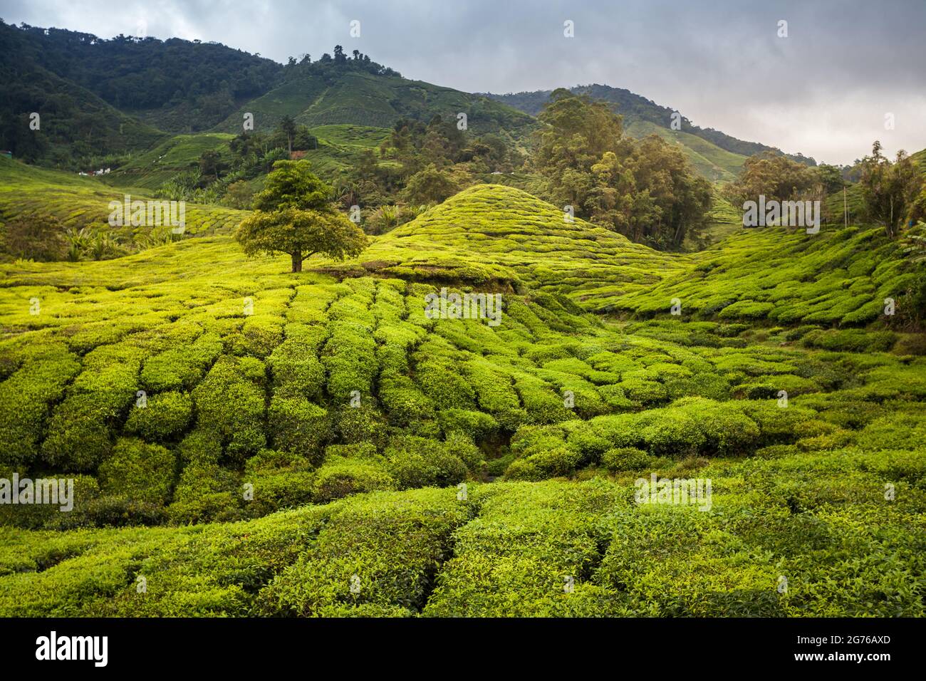 hiking in the tea plantation. sightseeing in lovely landscapes with green leafs Stock Photo
