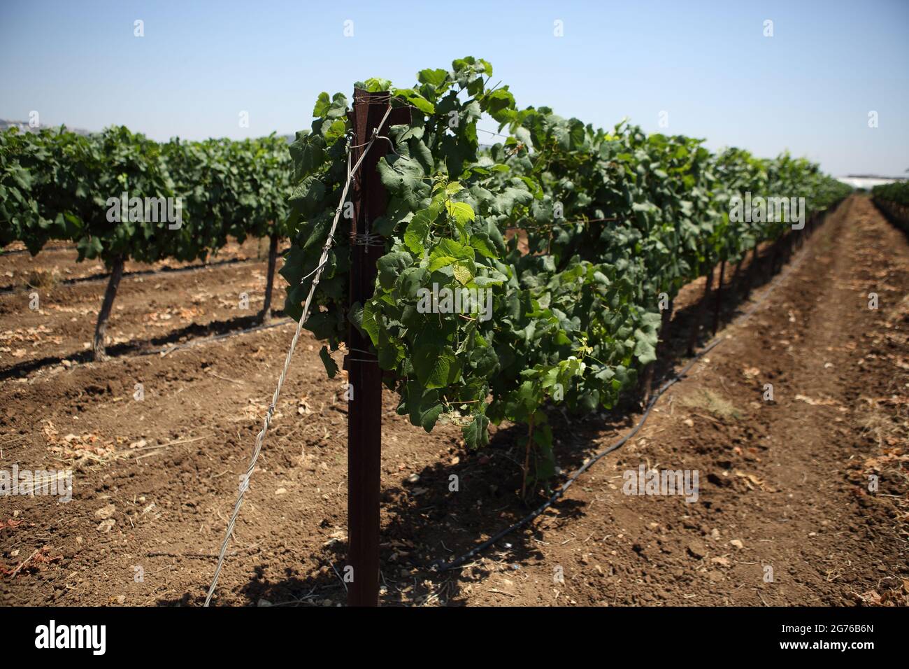 Vineyard, Vines, Vitis Vinifera in a Vineyard in the Carmel Coastal Plain near Moshav Dor irrigated by Drip Irrigation. Stock Photo