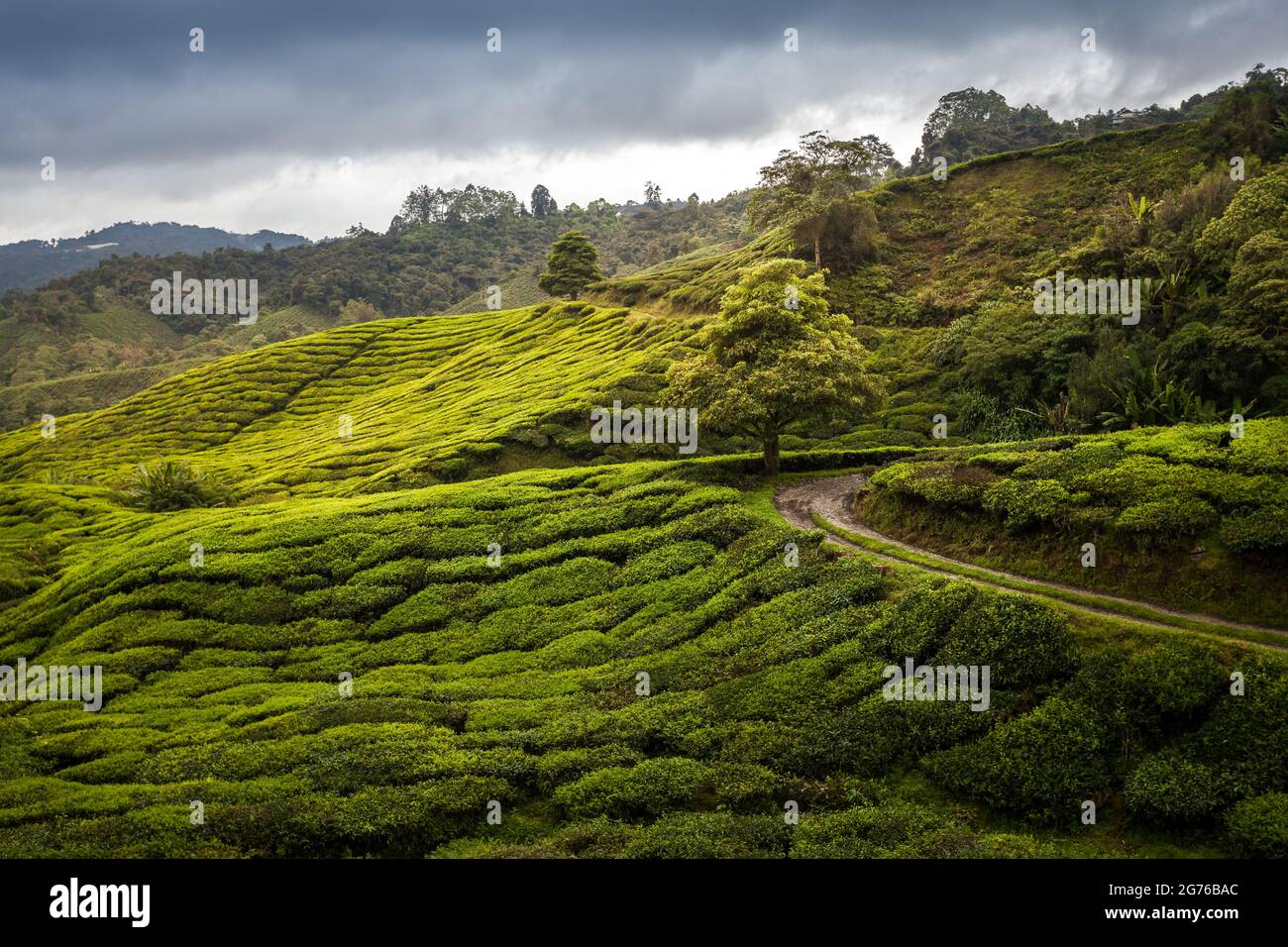 hiking in the tea plantation. sightseeing in lovely landscapes with green leafs Stock Photo