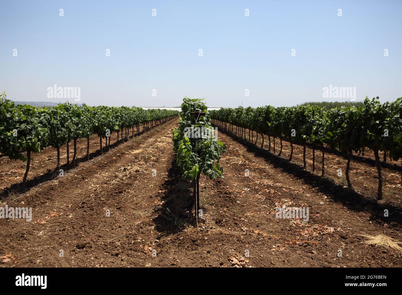 Vineyard, Vines, Vitis Vinifera in a Vineyard in the Carmel Coastal Plain near Moshav Dor irrigated by Drip Irrigation. Stock Photo