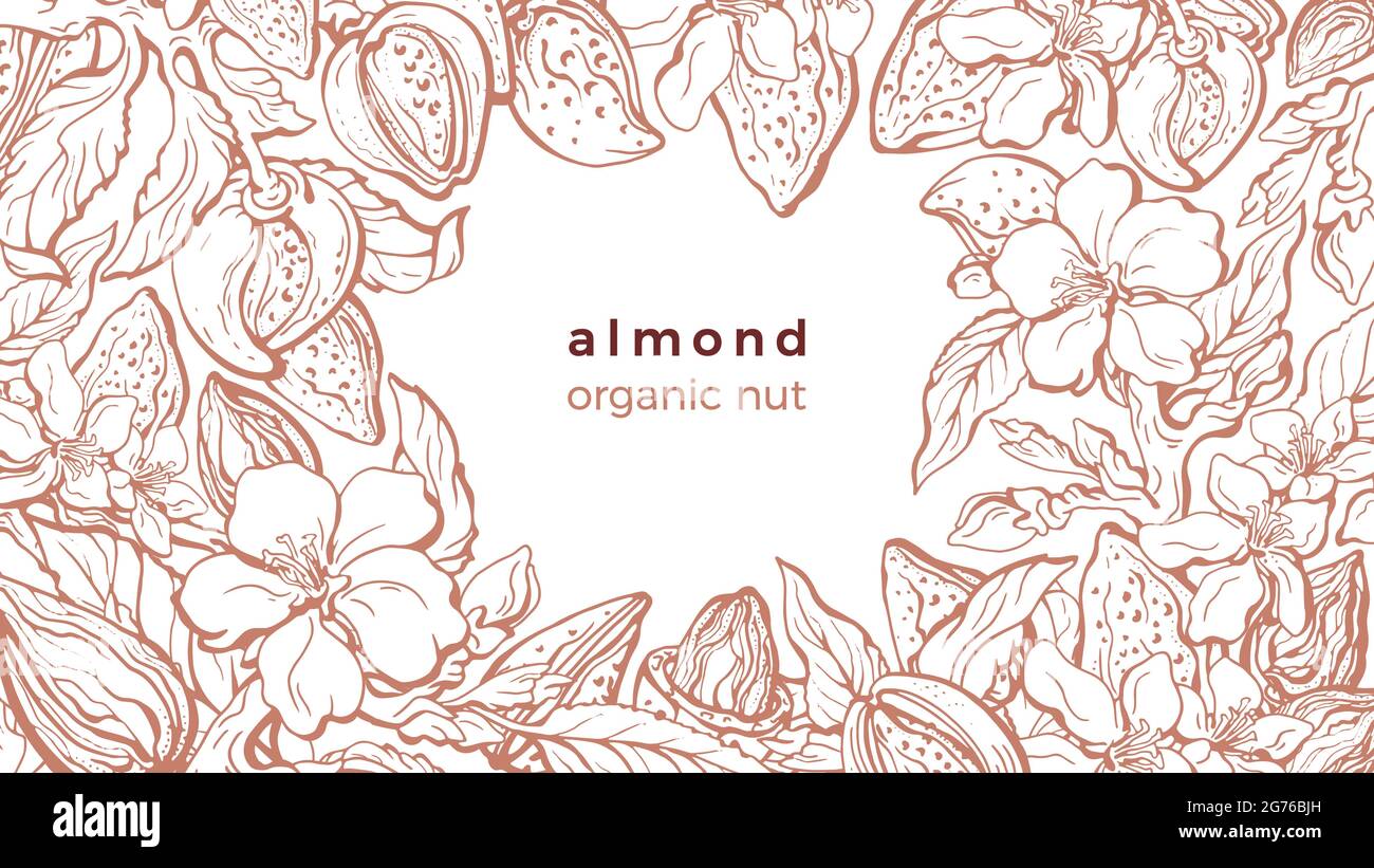 Almond template. Vector sketch realistic branch, leaf, flower in bloom ...