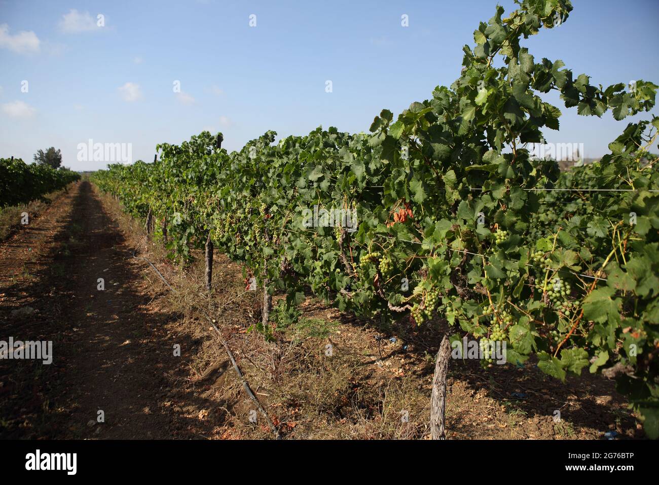 Vineyard, Vines, Vitis Vinifera in a Vineyard in the Carmel Coastal Plain near Moshav Dor irrigated by Drip Irrigation. Stock Photo