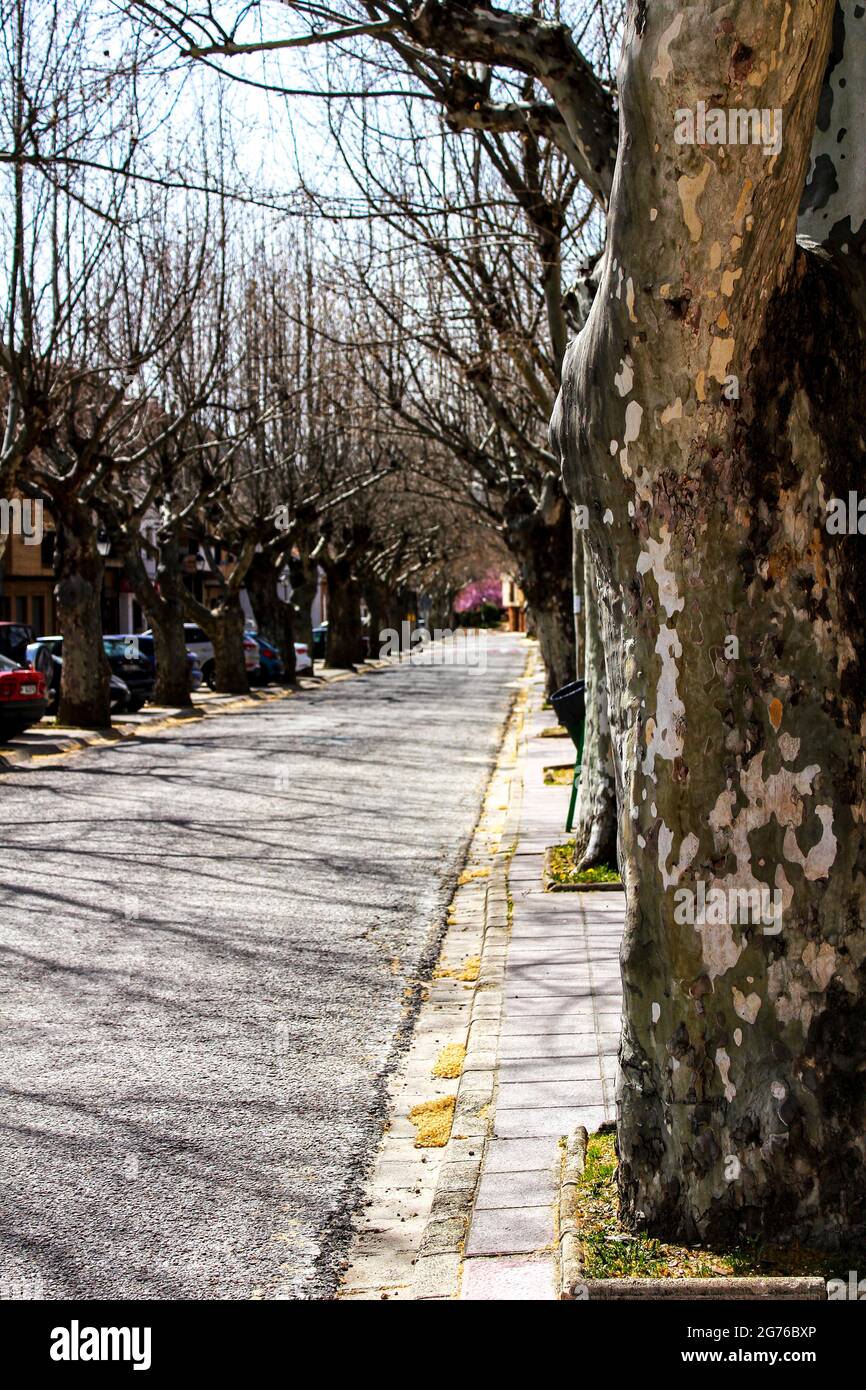 Street with beautiful and colossal trees in Spain Stock Photo - Alamy
