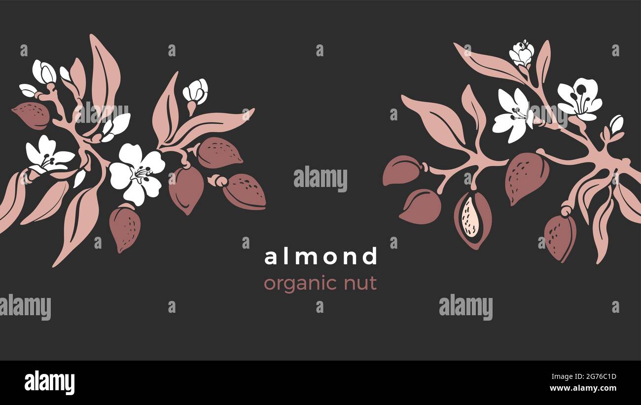 Almond template. Vector natural nut. Natural tree, botanical branch, fruit, leaf, flower in bloom. Art design, vinrage illustration. Organic nature mi Stock Vector