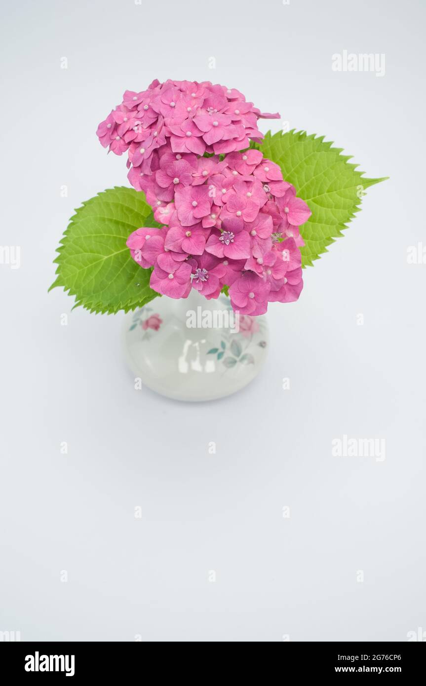 A vertical shot of pink hydrangea plants in a vintage vase on a white ...
