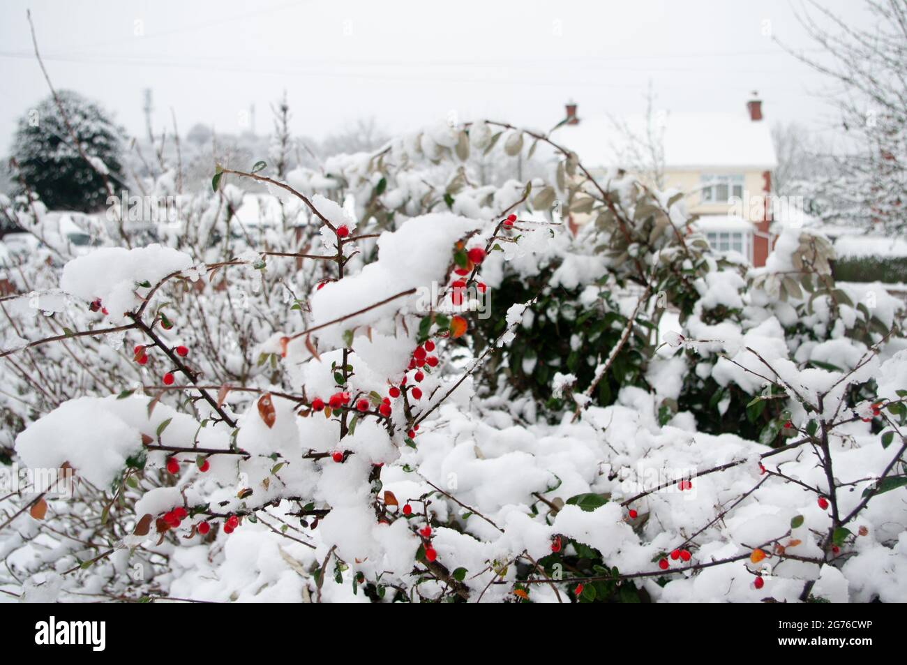 Red cotoneaster berries in the winter snow in Lickey End, Bromsgrove. Stock Photo