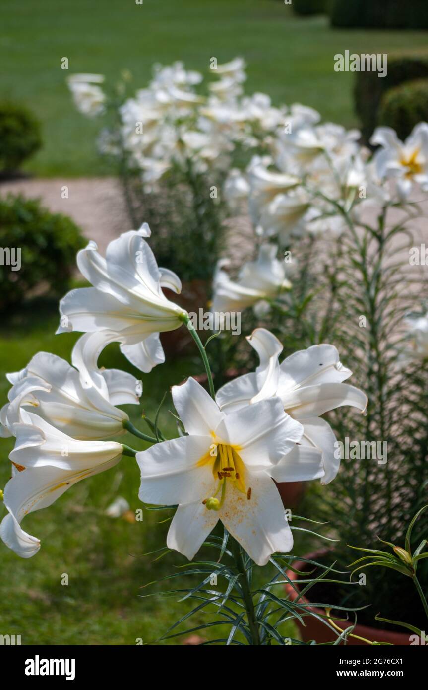 White lilies hires stock photography and images Alamy