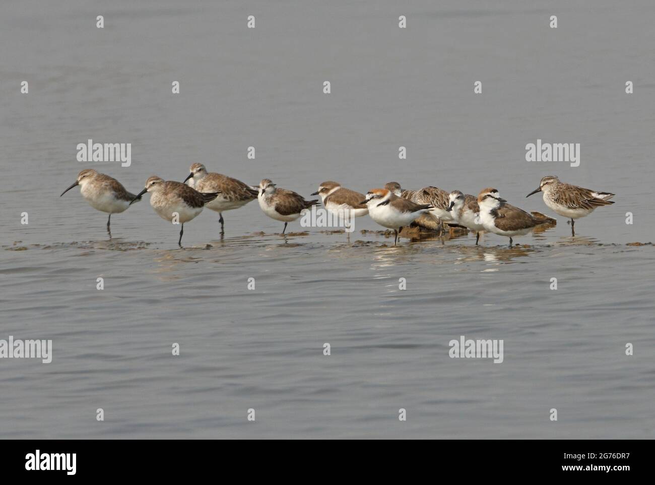 Spoon-billed Sandpiper (Calidris pygmeus) adult with mixed group of waders, Curlew Sandpiper (C.ferruginea), Red-necked Stint (C.ruficollis) Kentish P Stock Photo