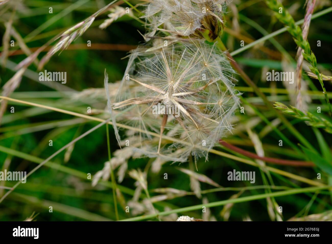 Detail of a pappus (or more commonly blowball or puffball) of a goat's beard (Tragopogon pratensis) in a field. Stock Photo
