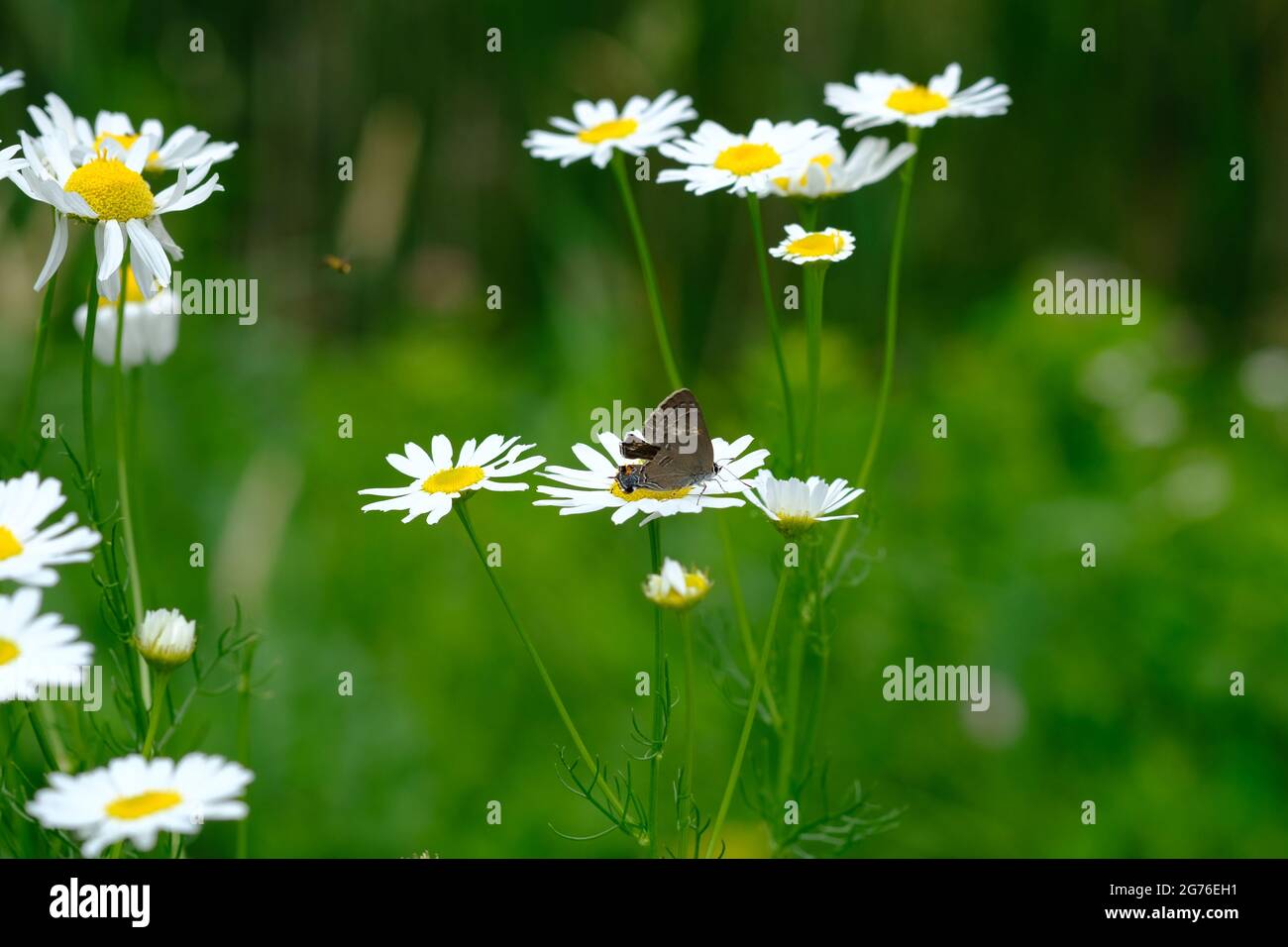 Brown butterfly on a daisy in a field of green. Stock Photo