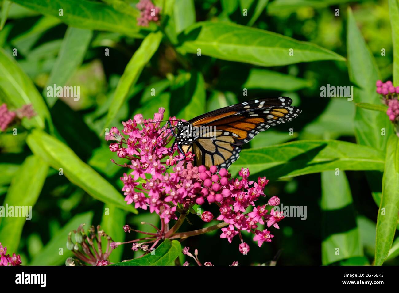Monarch butterfly on a pink milkweed (Asclepias incarnata) in a garden in Ottawa, Ontario, Canada. Stock Photo