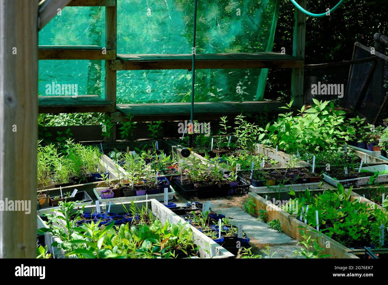 Inside of a greenhouse with different seedlings all lined up and a hose pipe and green mesh. Stock Photo