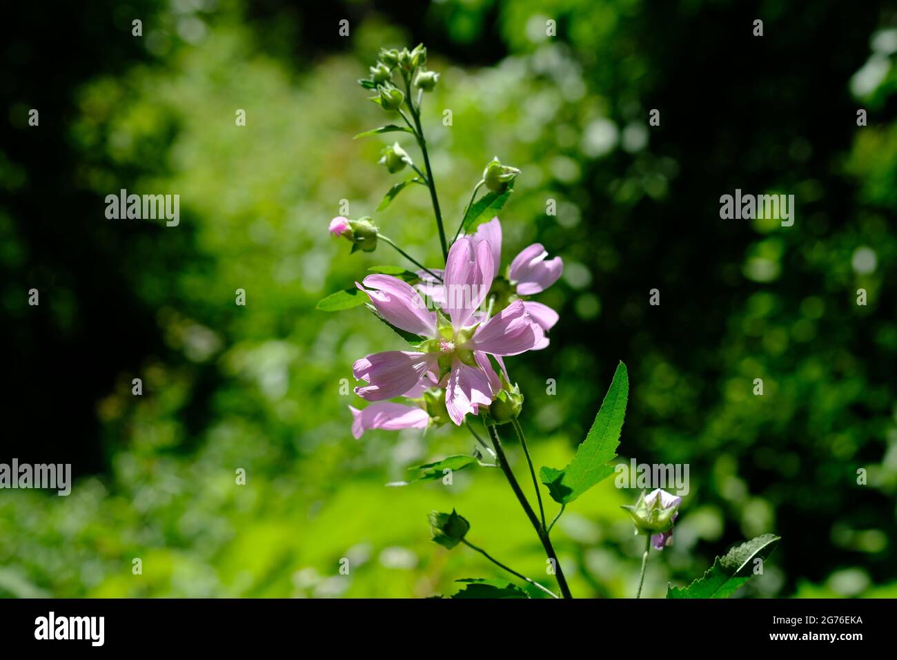 Beautiful light pink flower of a mallow (Malva moschata) Stock Photo