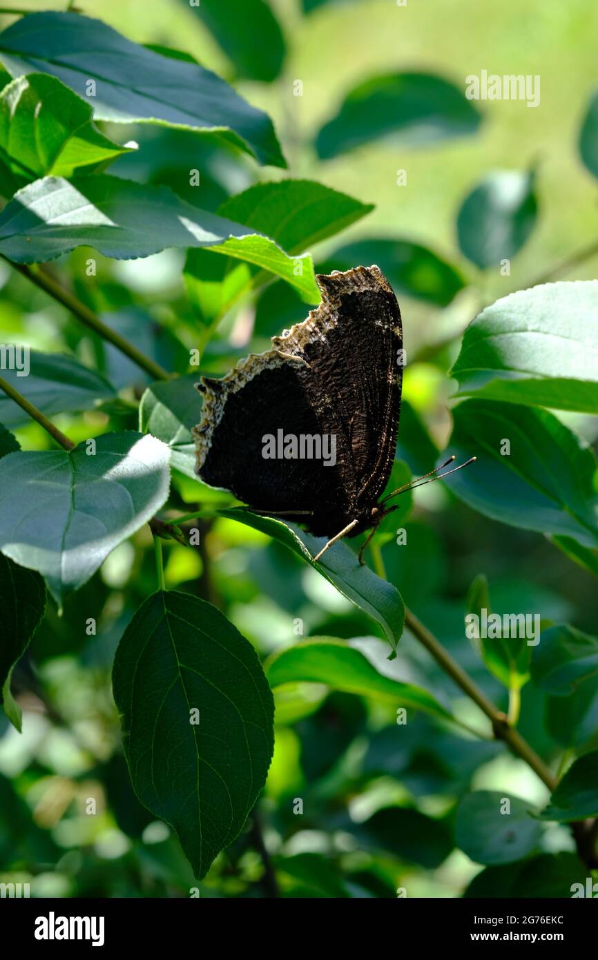 Mourning Cloak (Nymphalis antiopa) butterfly on a leaf. Stock Photo