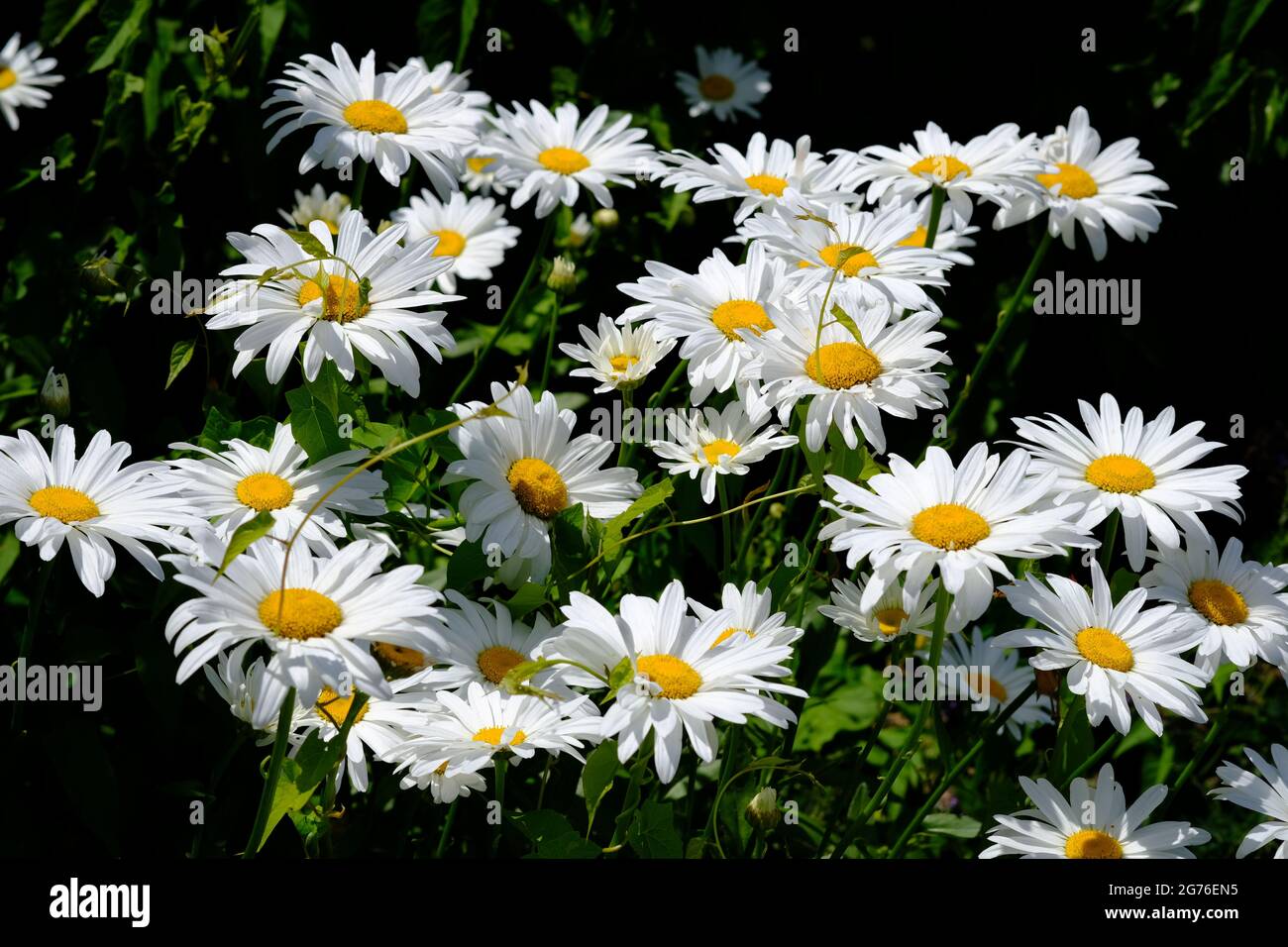 Beautiful clump of shasta daisies (Leucanthemum maximum) in a garden in Ottawa, Ontario, Canada. Stock Photo