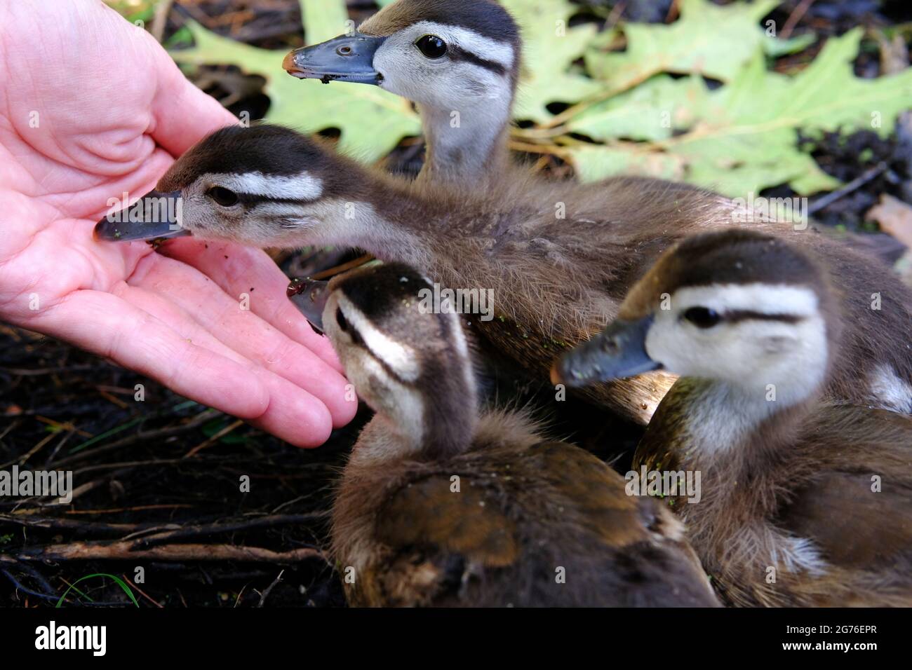 Wood duck chicks hires stock photography and images Alamy
