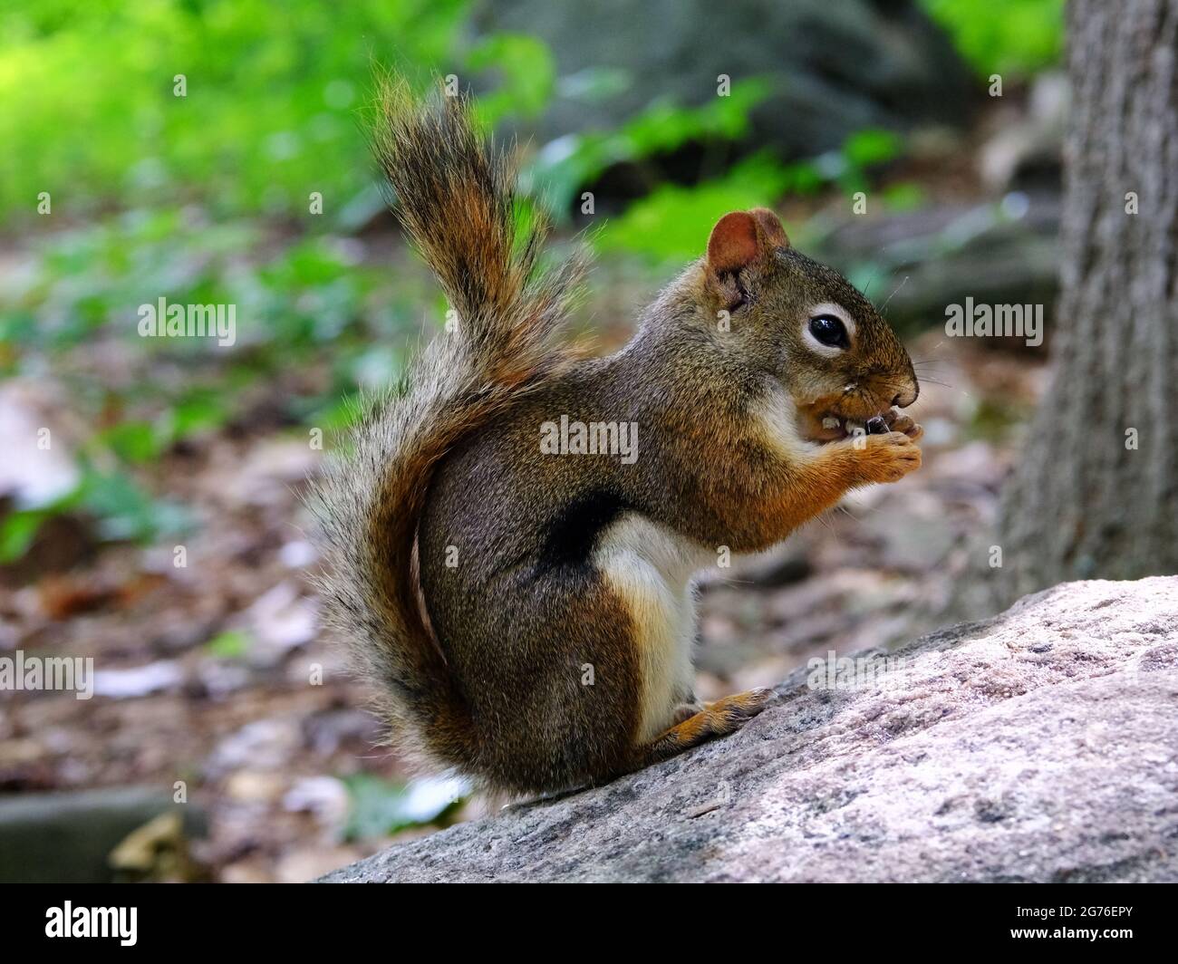 American red squirrel (Tamiasciurus hudsonicus) eating sunflower seeds on a rock, looking extremely cute. Ottawa, Ontario, Canada. Stock Photo