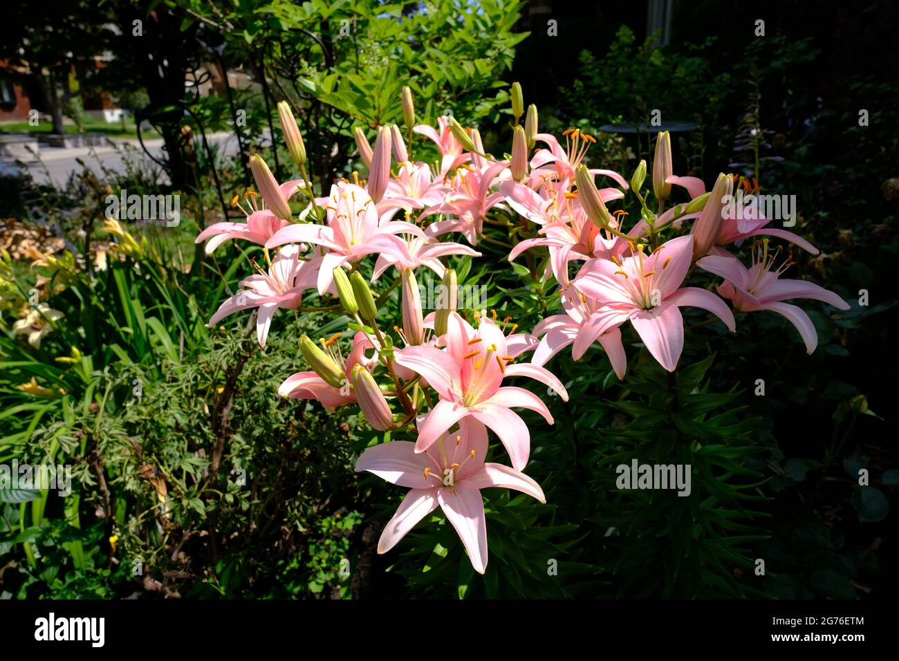Asiatic hybrid hi-res stock photography and images - Alamy