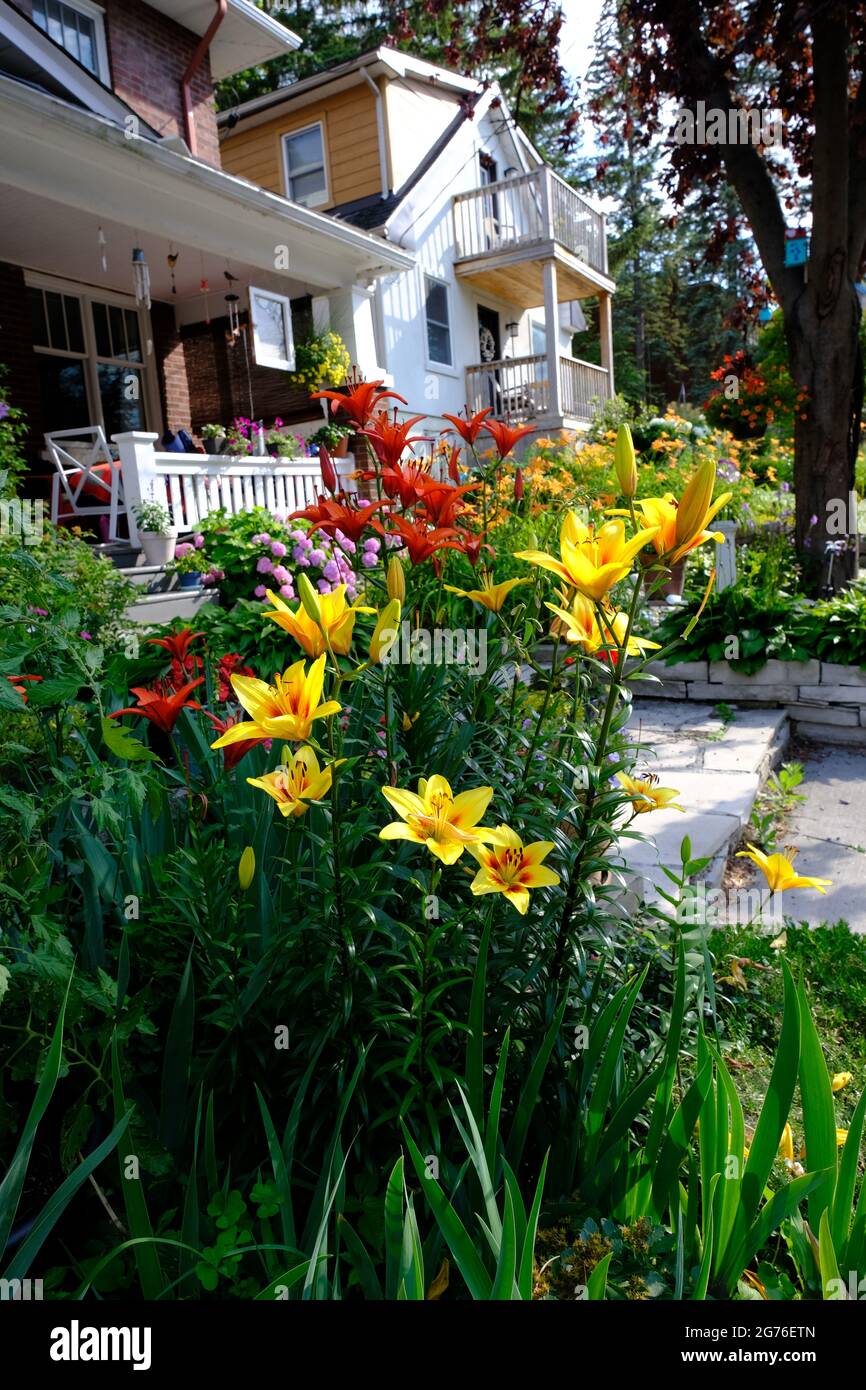 Lush front garden full of oriental lilies - yellow and orange. Stock Photo