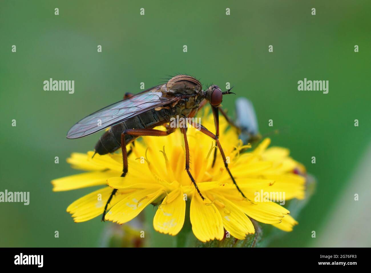 A closeup shot of the Migrant hoverfly on a yellow flower Stock Photo