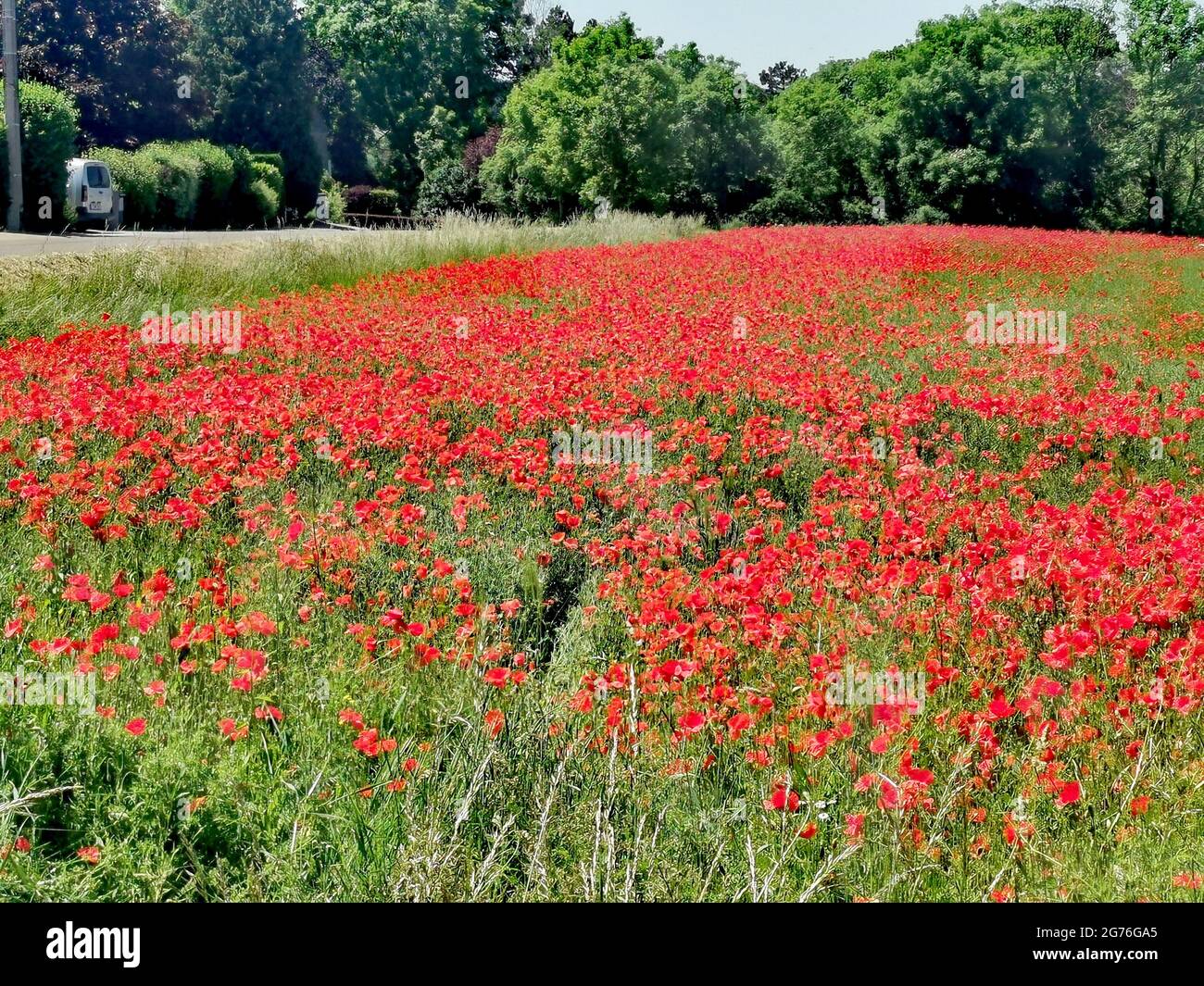 A field with red tulips in spring Stock Photo - Alamy