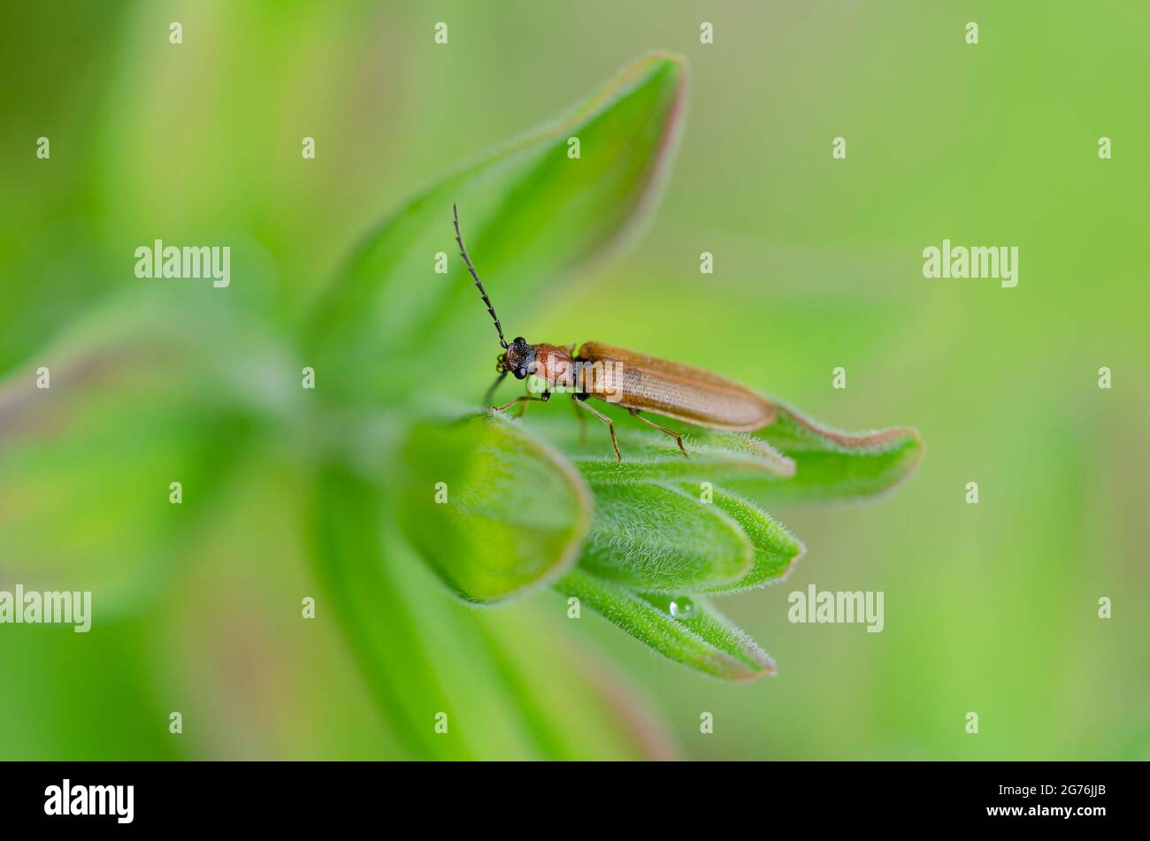 Click beetle Denticollis linearis close-up perched on a leaf Stock Photo