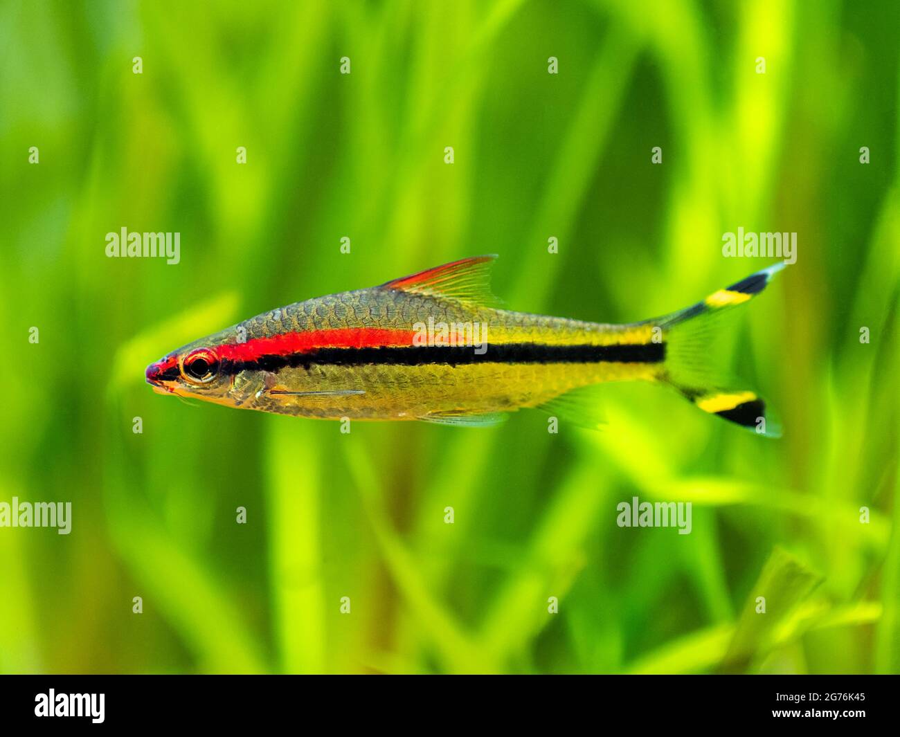 Denison barb (Sahyadria denisonii) swimming on a fish tank with blurred background Stock Photo