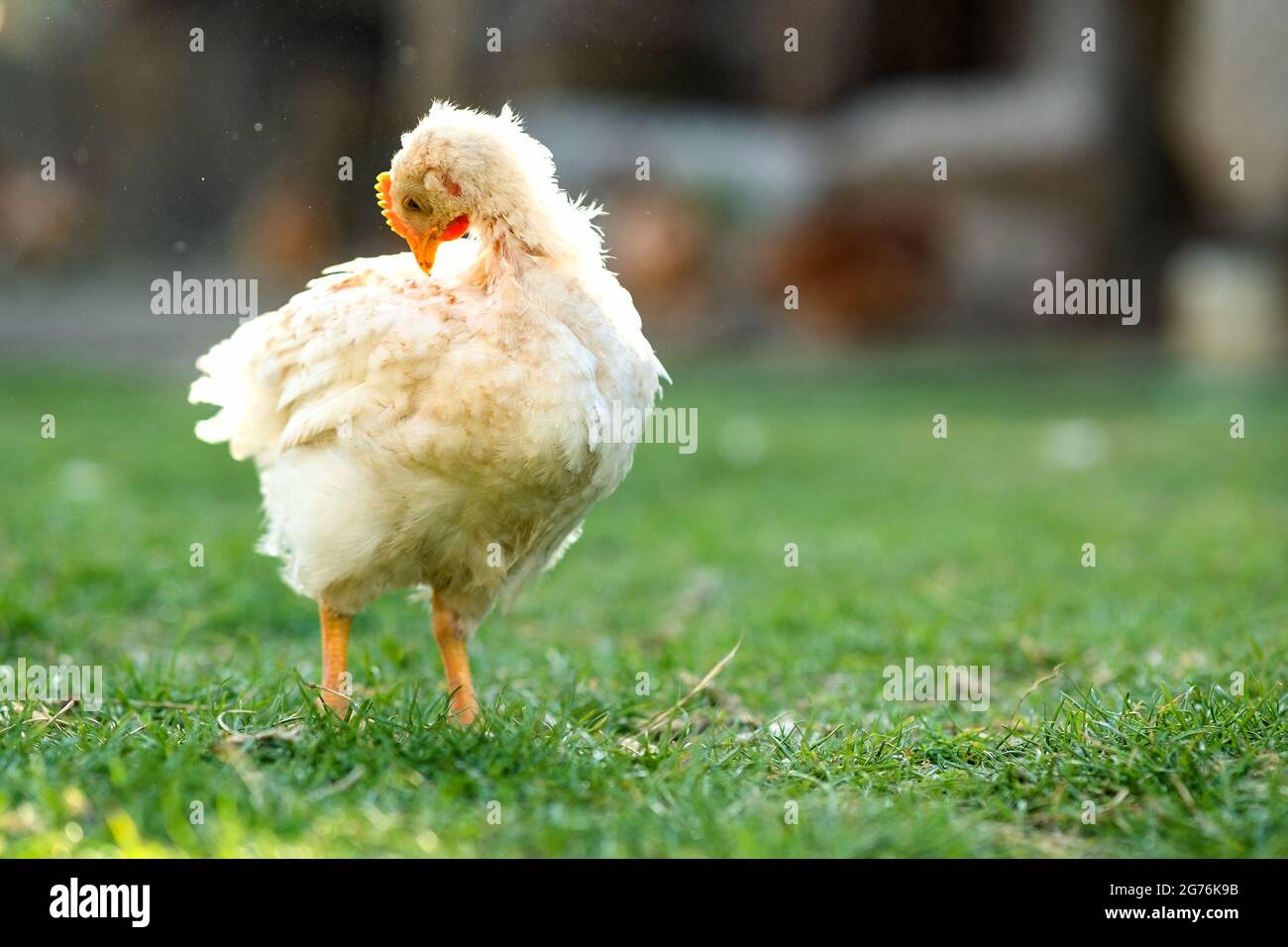 Hen feed on traditional rural barnyard. Close up of chicken standing on ...
