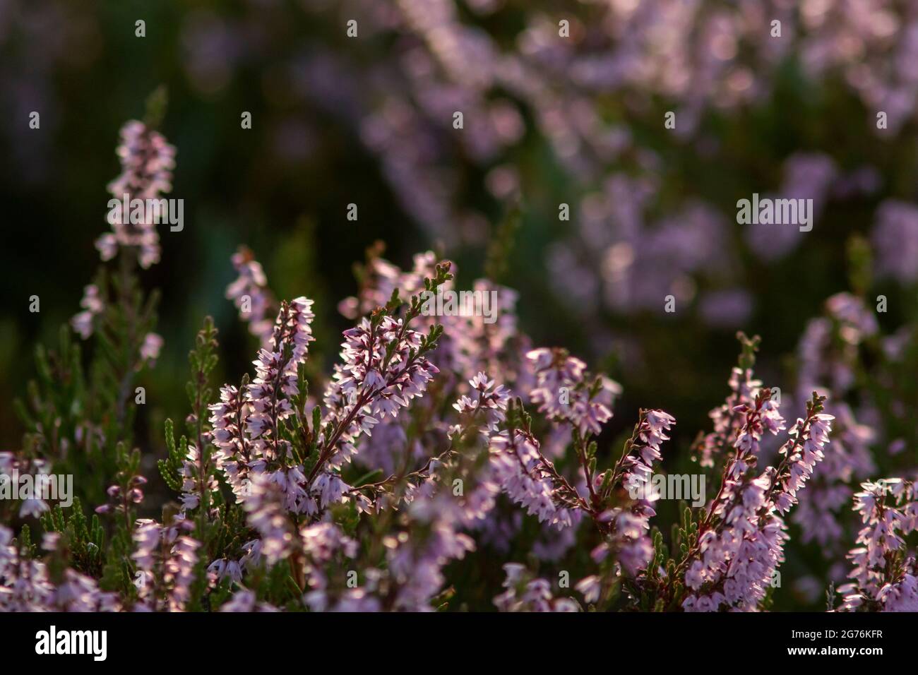 Blooming heather (Calluna vulgaris) in Estonian wetland Stock Photo