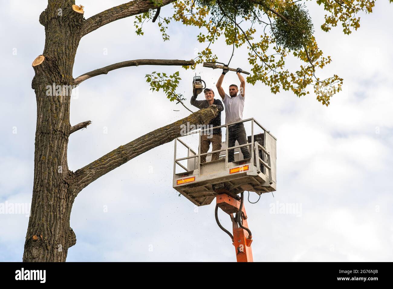 Two male service workers cutting down big tree branches with