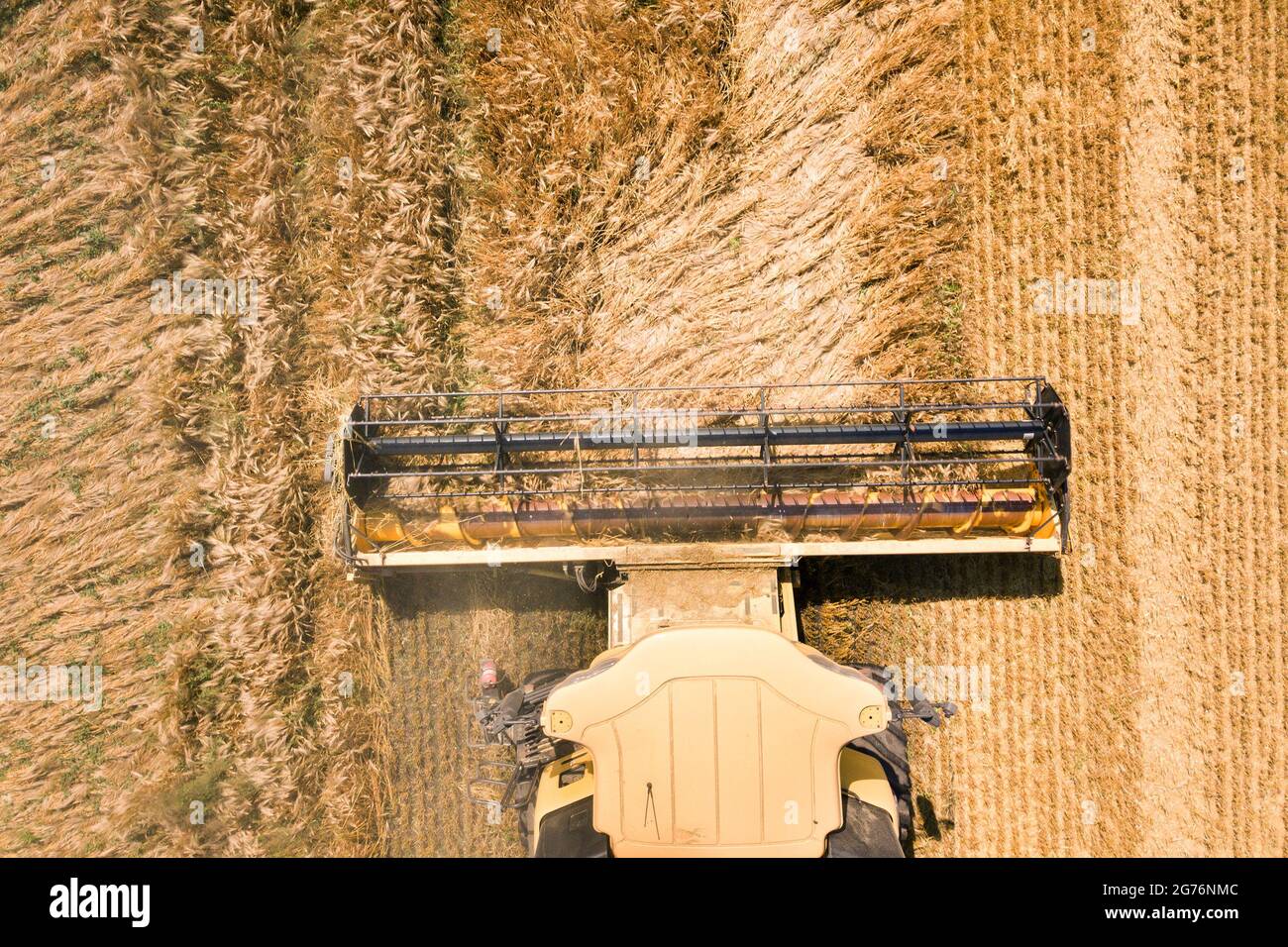 Aerial view of combine harvester harvesting large ripe wheat field ...