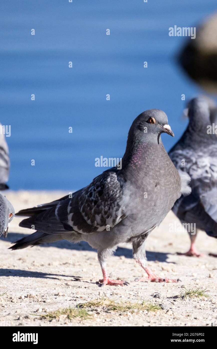 Single pigeon glares menacingly with eyes half closed Stock Photo - Alamy