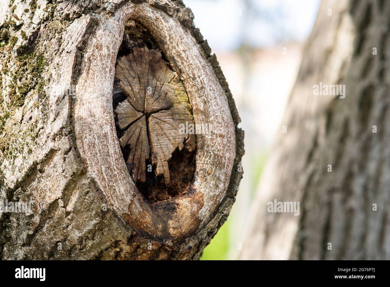 Close up view of old chopped off tree branch. Stock Photo