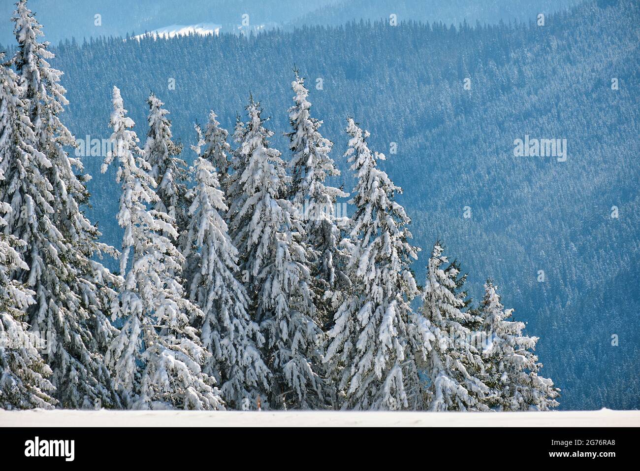 Pine trees covered with fresh fallen snow in winter mountain forest on ...