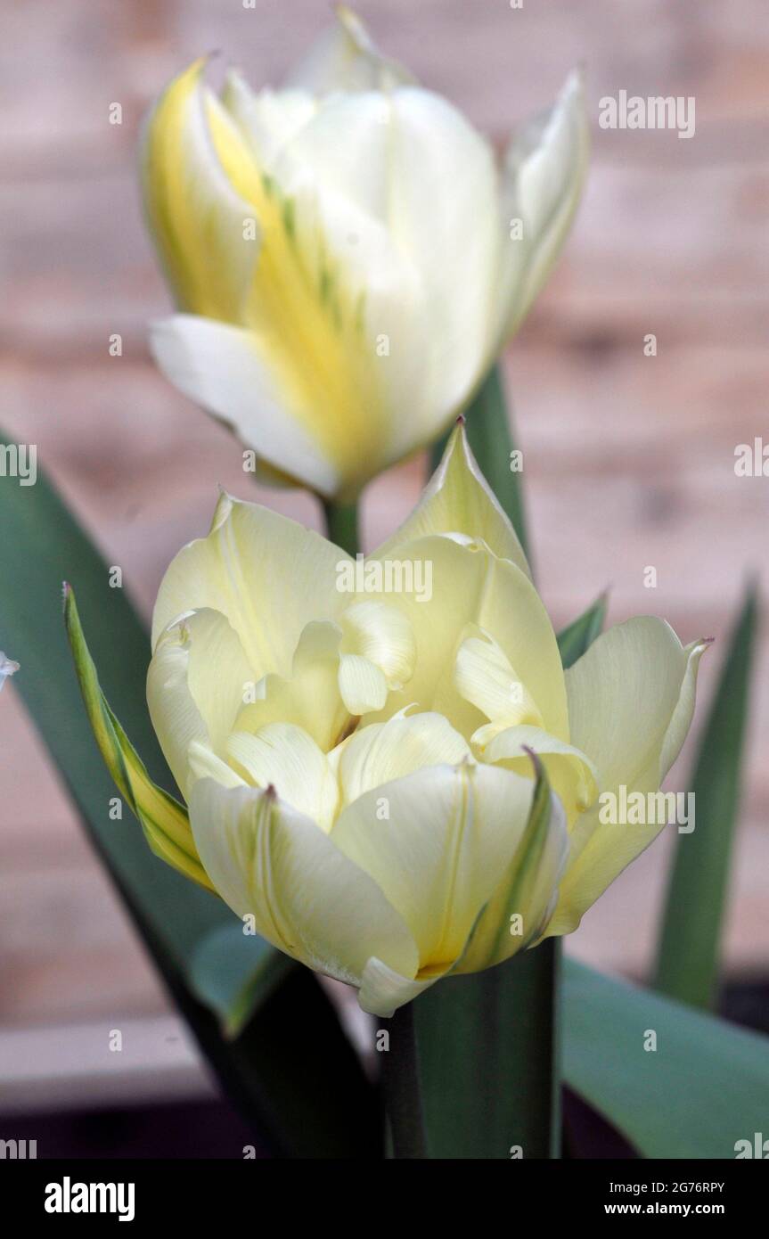 Close up of Exotic Emperor a white with green flash and pale yellow markings double tulip belonging to the Fosteriana group of tulips Division 13 Stock Photo