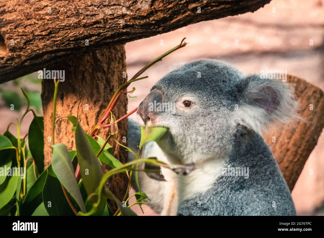 Cute koala eating leaves plant hi-res stock photography and images - Alamy