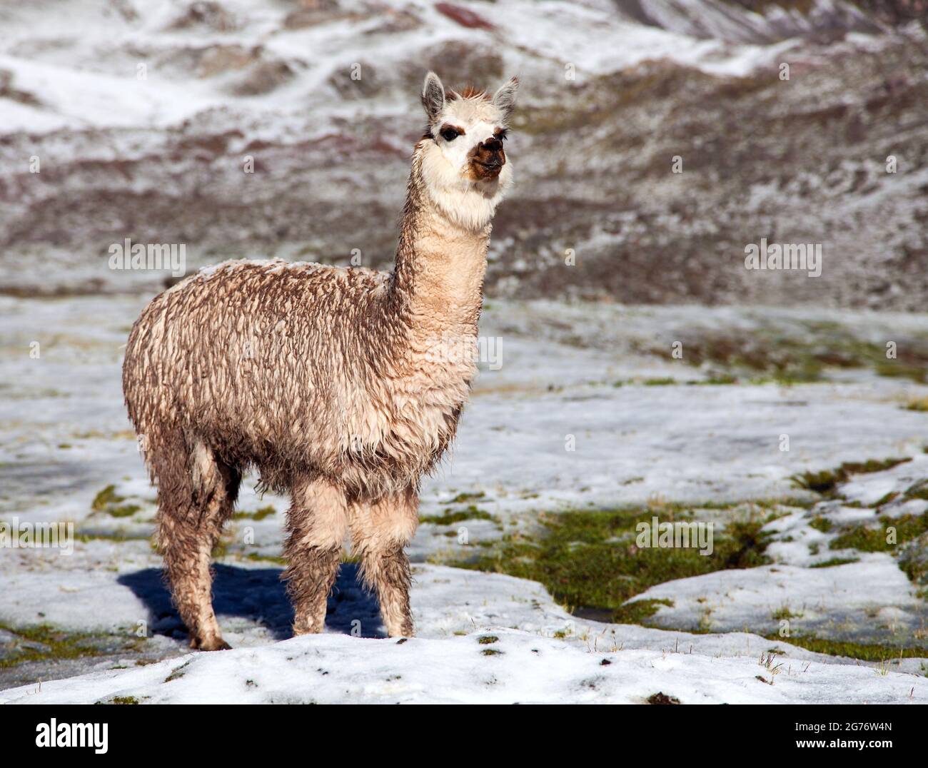 llama or lama on snowy mountain, Peruvian Andes mountais Stock Photo