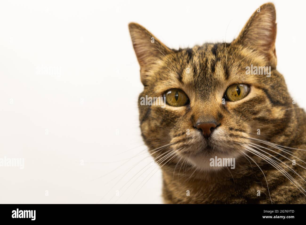 common cat on white background Stock Photo