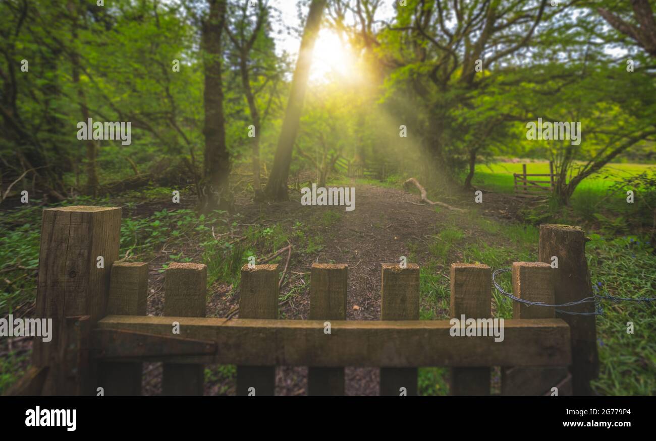 View sun rays shining on the forest path with an old wooden fence Stock ...
