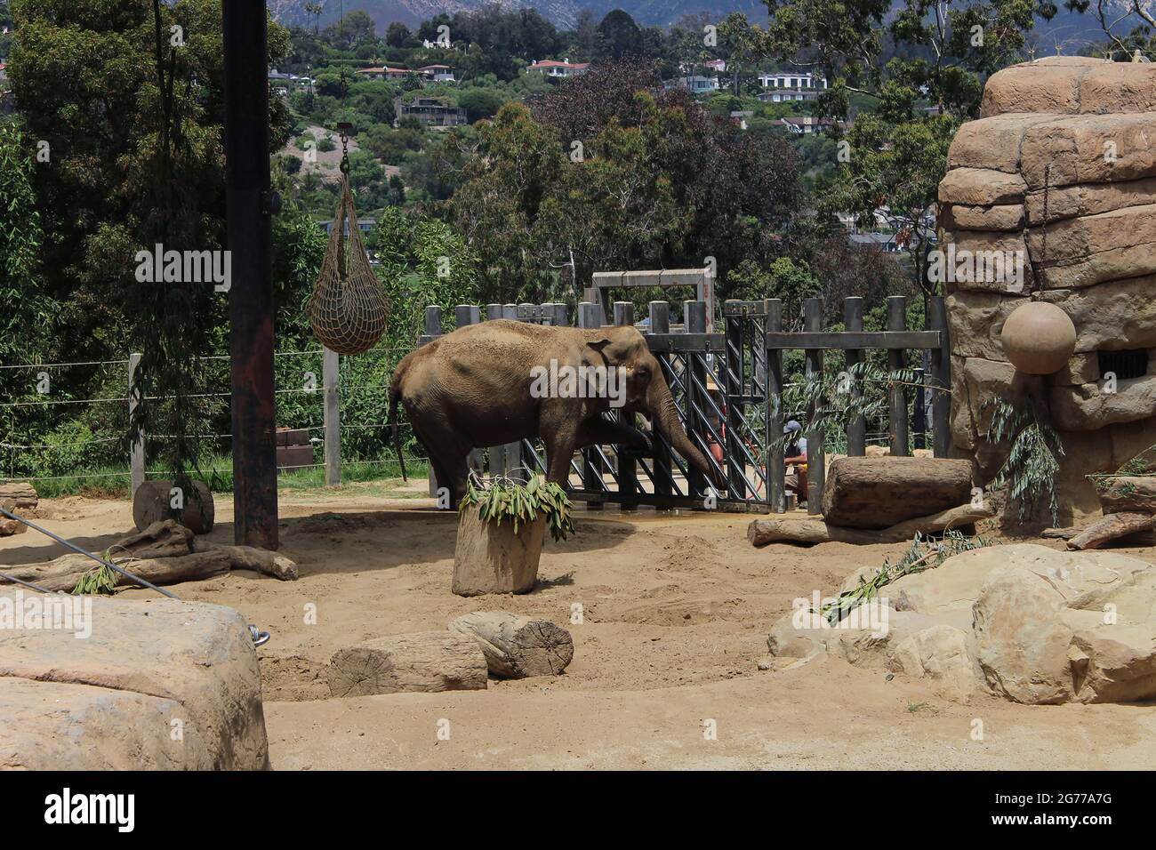 Elephant- Having his feet washed by a zoo keeper Stock Photo
