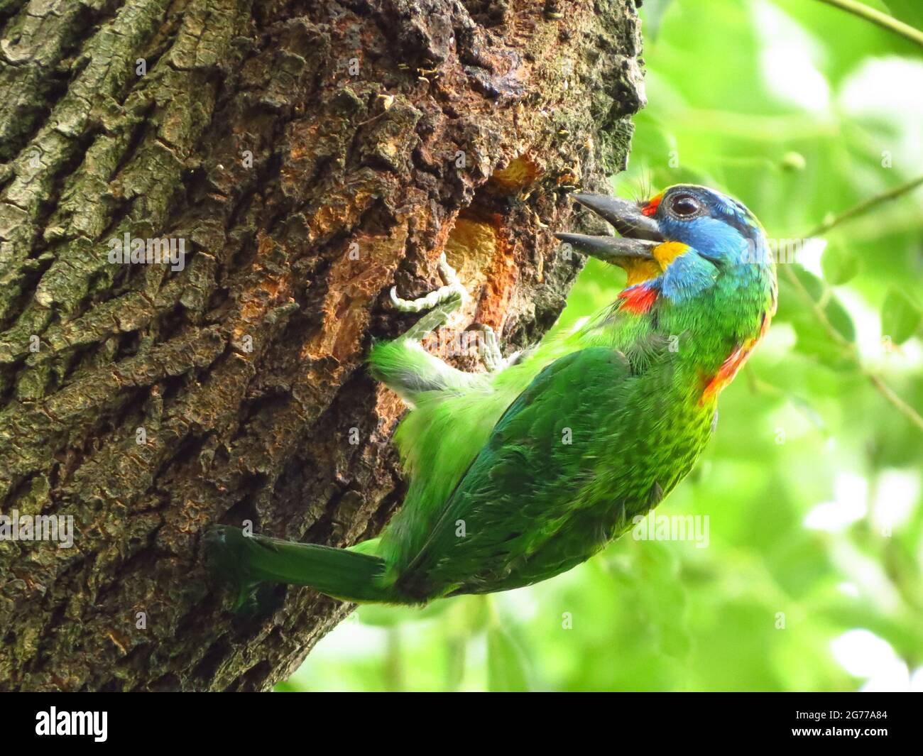 Taiwan barbet (Psilopogon nuchalis) on a tree Stock Photo Alamy