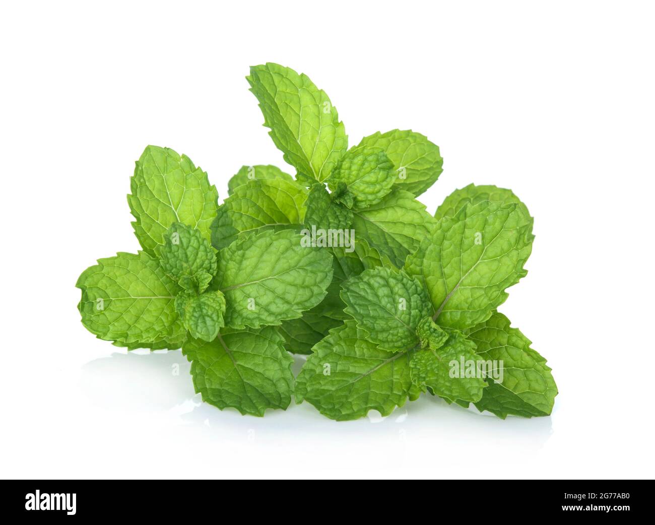 Peppermint isolated on white background Stock Photo
